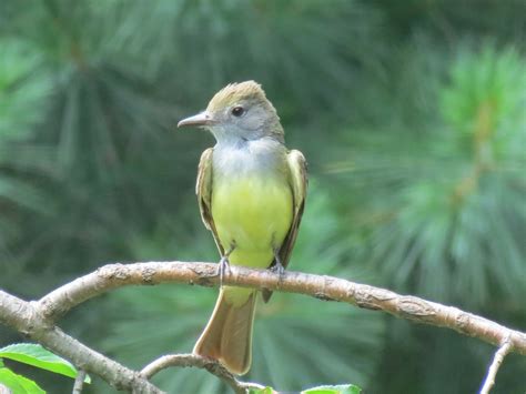 Viewing Nature With Eileen Great Crested Flycatcher