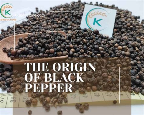 What Is The Uses Of Black Pepper at Neal Marquez blog