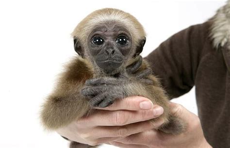 Cute baby gibbon got adopted (15 pics) - Izismile.com