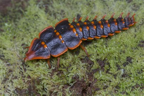 Real Monstrosities Trilobite Beetle