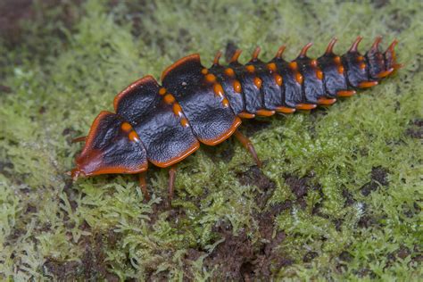 Trilobite Beetle Male