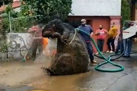 La Historia De La Rata Gigante Hallada En Una Alcantarilla La Dueña