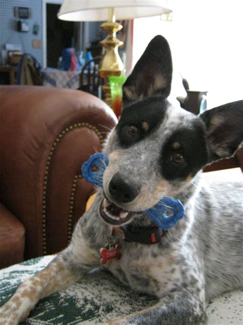 Trip 9 Months She Loves Her Chew Toys Blue Heelers Red Heeler