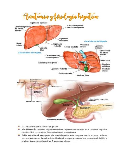 Anatomía y fisiología hepática Hiperbilirrubinemia y Colestasis