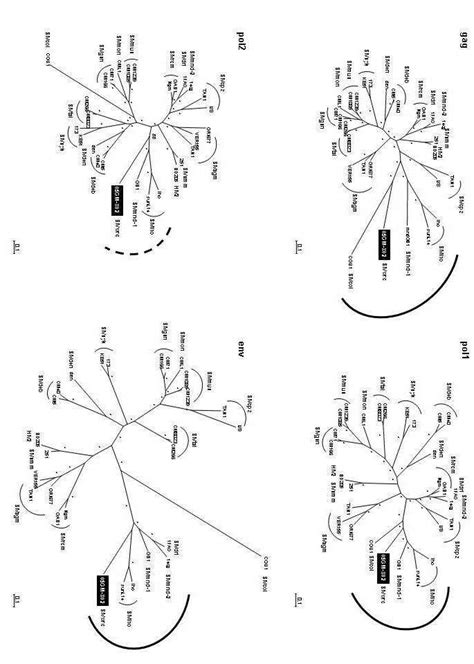 6 Phylogenetic Relationships Of The Newly Derived SIVwrcPbt Sequence