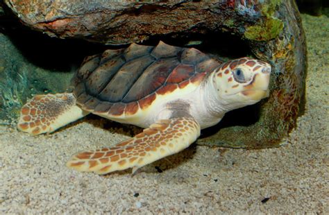 Loggerhead Sea Turtle ~ Reptiles World