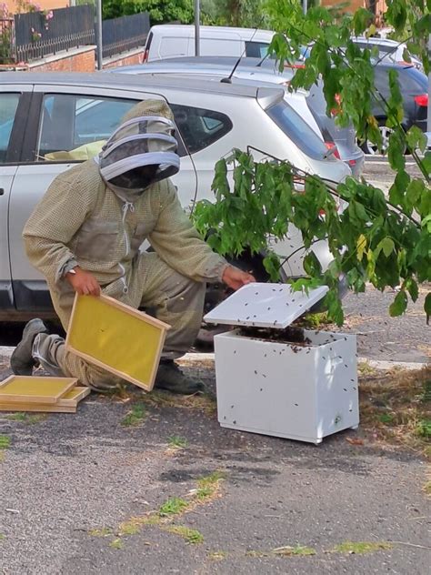 Cattura Di Uno Sciame Di Api Maggio Orti Sociali Arvalia