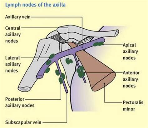 Pictures Of Axillary Lymph Nodeshealthiack