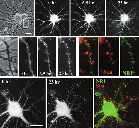 Induction Of Synaptic Clustering Of Nmda Receptors In Living Neurons