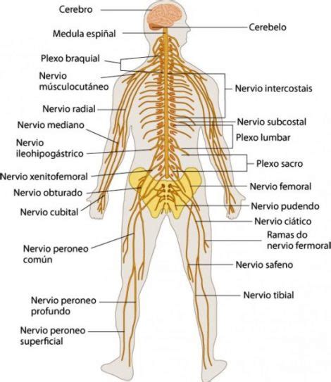 Imágenes del Sistema Nervioso estructura partes y nombres