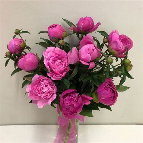 Fresh Peony Flowers Delivered Around Adelaide Peony Flower Bouquets