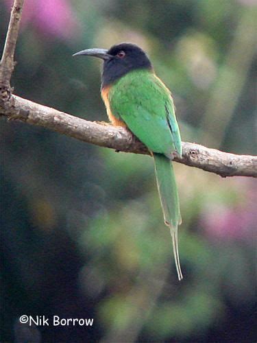 Black Headed Bee Eater Ebird Bee Eater Bird Species Pet Birds