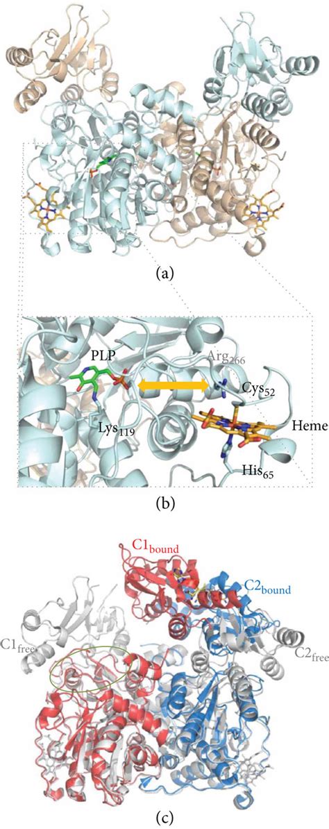 Crystallographic Structure Of Human Cystathionine β Synthase Cbs A