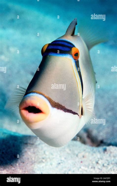 Arabian Picasso Triggerfish Rhinecanthus Assasi Photographed In The