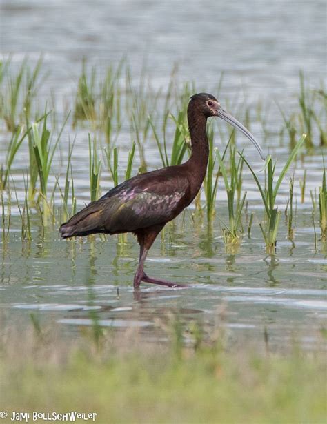 White Faced Ibis At Bear River Migratory Utah Bird Bird Photography