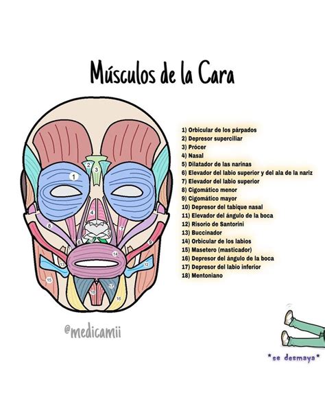 Medicami En La Docta On Instagram M Sculos De La Cara Hola Les