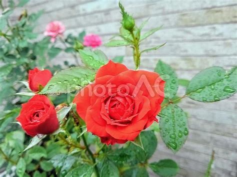 花 水滴のついた薔薇赤いバラ No 3737897｜写真素材なら「写真ac」無料（フリー）ダウンロードok