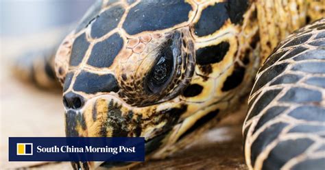 China The Top Destination For Trafficked Sea Turtles Study Finds