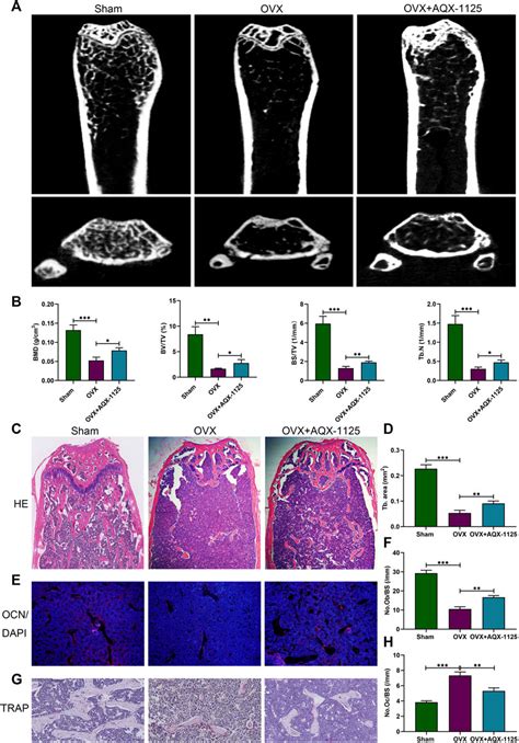 Frontiers Ship Activator Aqx Regulates Osteogenesis And