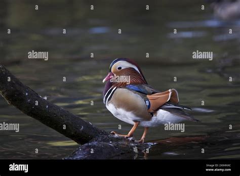 Mandarin Duck Male Aix Galericulata Mandarin Duck Male Stock Photo