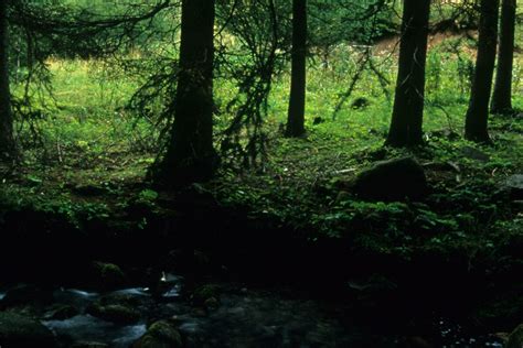 L Albero Racconta Guida Eventi Trentino