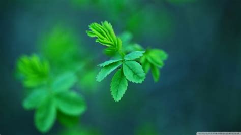 Fondos De Pantalla Plantas Verde Hierba Hoja Flor Flora Tr Bol