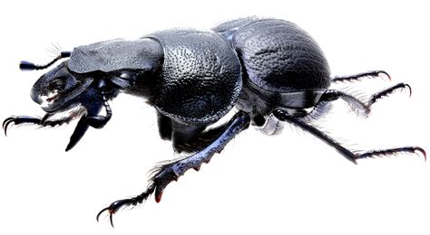 Кравчик Lethrus (Heteroplistodes) crenulatus Gebl., 1845 (Geotrupidae ...