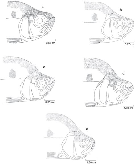 Dental Development Of Roeboides Microlepis At Different Sl Sizes A