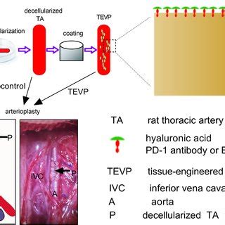 Schematic Of The Study Design A Decellularization And Coating