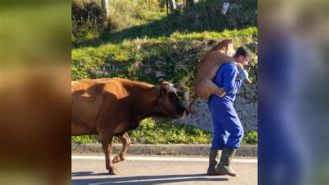 Un Ganadero Se Hace Viral Cargando A Sus Hombros A Un Ternero Reci N