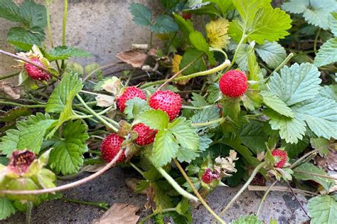 Mock Strawberry Vs Wild Strawberry How To Tell The Difference