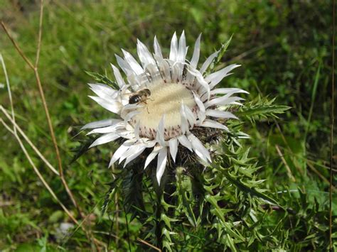 Free Picture Nature Summer Season Green Grass White Flower