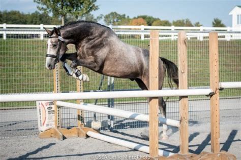 Hanoverian Horse Jumping