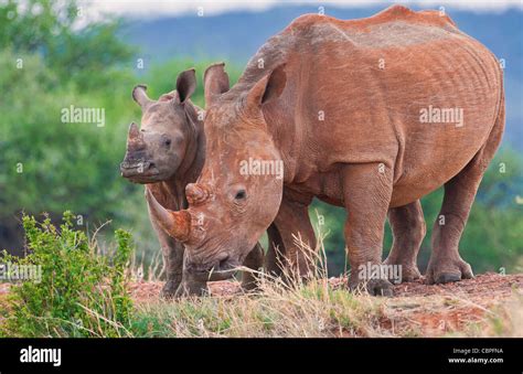 White Rhinoceros Ceratotherium Simum Mother With Calf Madikwe Game