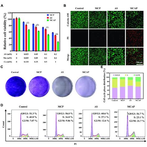 In Vitro Anticancer Effect Of MCAP NPs On CT26 Cells A Relative Cell