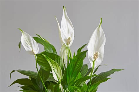 White Flowering Indoor Plants Choosing Houseplants With White Flowers Gardening Know How