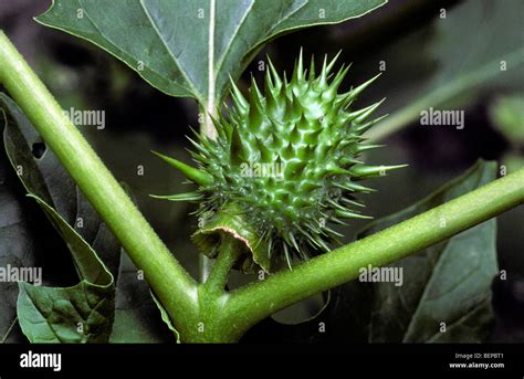 Thorn Apple Jimson Weed Datura Datura Stramonium Spiny Capsule