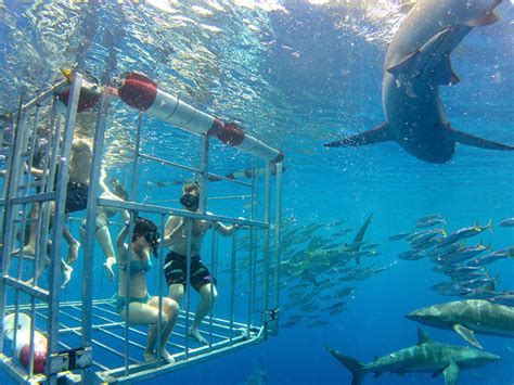 North Shore Shark Adventures Oahu Cage Diving Tour With Waikiki Transportation Tours