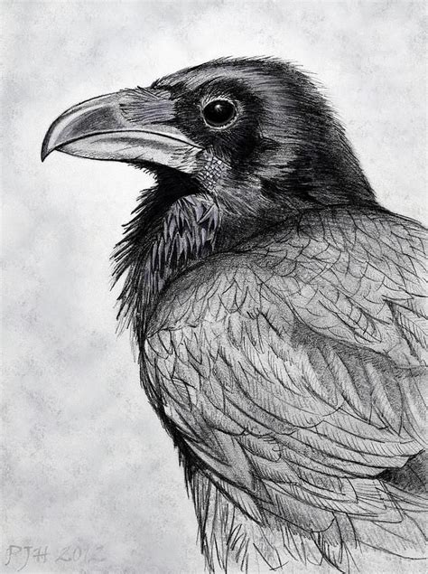 Raven Bird Drawings Np