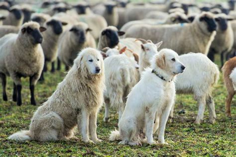 Chiens De Protection De Troupeaux Praz De Lys Sommand Tourisme