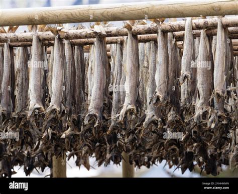 La Morue S Chant Sur Des Casiers Pour Devenir Des Stockfish Dans La