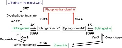 Sphingolipid Biosynthesis Pathway Serine Palmitoyltransferase Spt