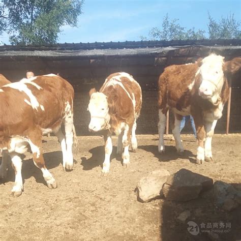 西门塔尔四代牛犊子价格 现在小肉牛犊价格要紫红花的 吉林省 阳光 食品商务网