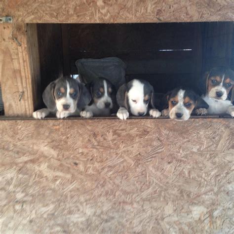 South Woods Beagles added a new photo. - South Woods Beagles