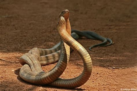 Cobras Mating