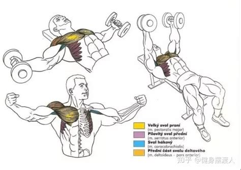 私教必须收藏的50张肌肉训练图！强烈推荐 知乎
