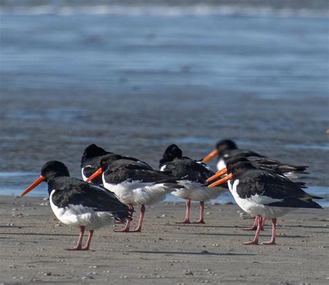 Strandskade Haematopus Ostralegus Austernfischer Oystercatcher