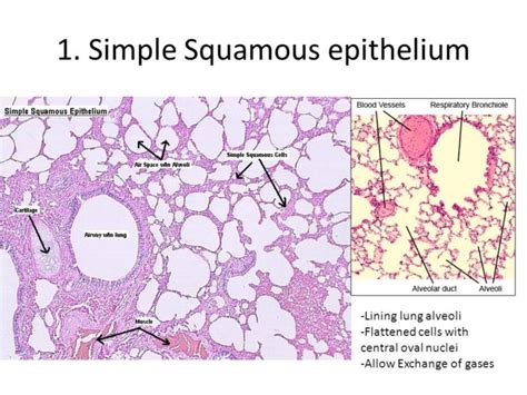 Simple Squamous Epithelium Lung Alveoli