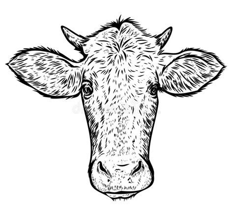 Cow Head Engraving Style Hand Drawn Vector Illustration Stock Vector