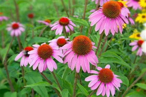 5 Cold Hardy Perennials Perfect For Winter Gardening Pilot